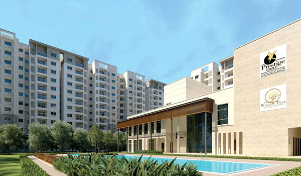 Featured Image of Prestige Evergreen Prestige Willow Tree